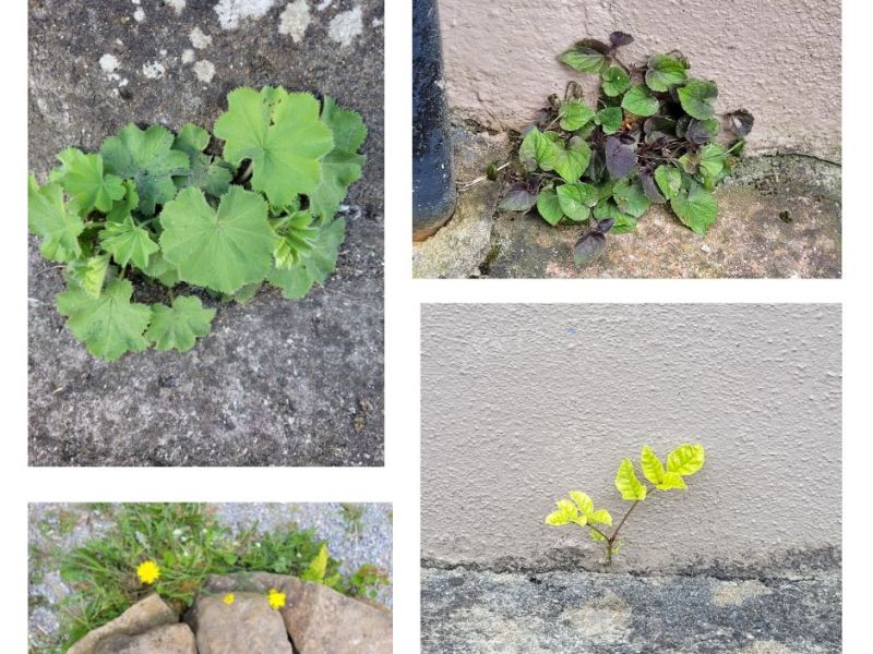 When a Weed is not a&nbsp;Weed